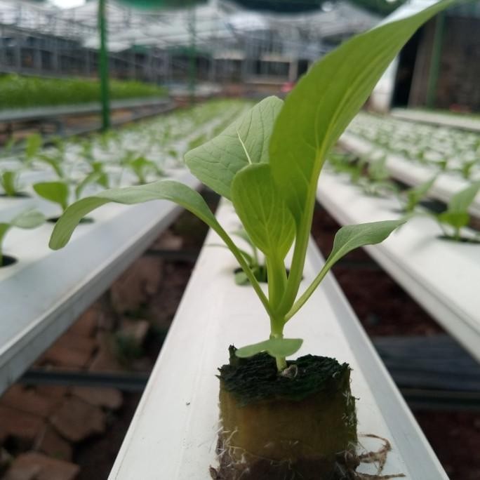 AnKn Bibit Sayur Hidroponik Siap Tanam