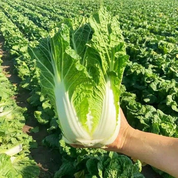 

BS-BYL Bibit Sayuran Sawi Sawian Benih Tanaman Sayur Hidroponik Sawi