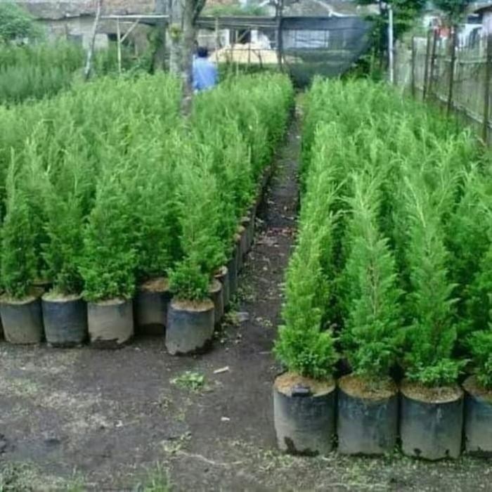 Pohon Cemara Lilin / Cemara Natal - Tanaman Hias Cemara Lilin *