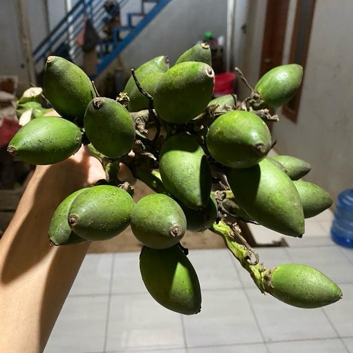 

[Fresh] Penang Muda Jambe Nom 1kg Ready Stock