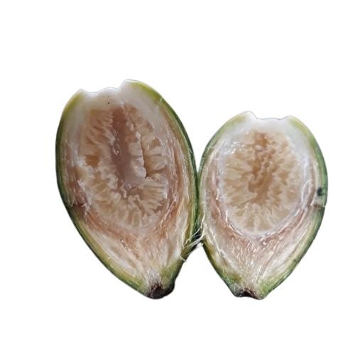 

[Fresh] Buah pinang muda 1kg segar langsung petik jambe nom perkasa