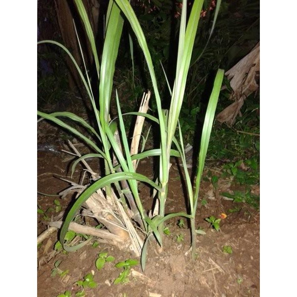 

[Fresh] Bibit Stek Turubuk/Terubuk/Terubus/Trubus/Trubuk/Endog tiwu