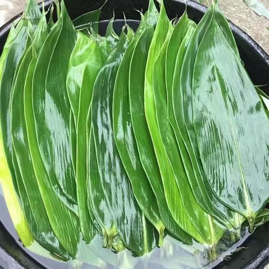 

[Fresh] Kukuring Daun Bambu Segar khusus Untuk Bungkus Bakcang Dan Kicang 100 Lembar