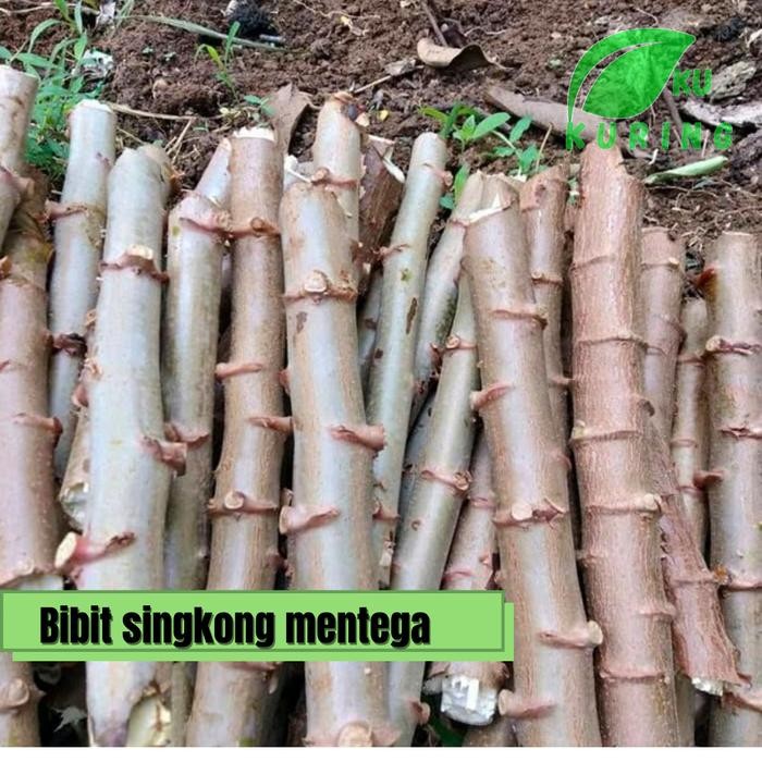 

[Fresh] Bibit stek tanaman singkong menetega isi 10 stek