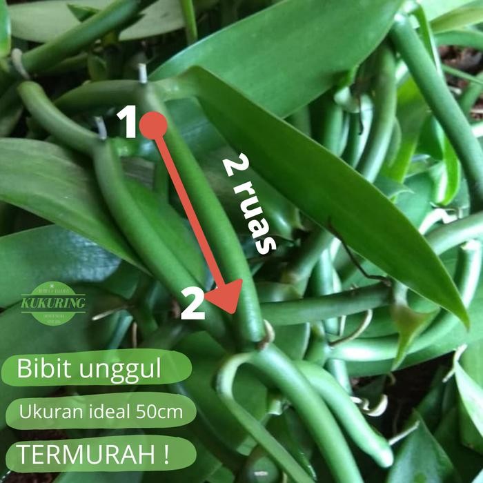 

[Fresh] Bibit stek vanili 2 ruas - panili - paneli - planipolia unggul