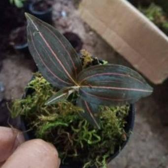 

[Fresh] jewel orchid ludisia discolor / jewel serat tiga