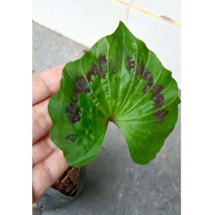 

[Fresh] Bibit angrek tanah NERVILIA ARAGOANA mini / ukuran kecil