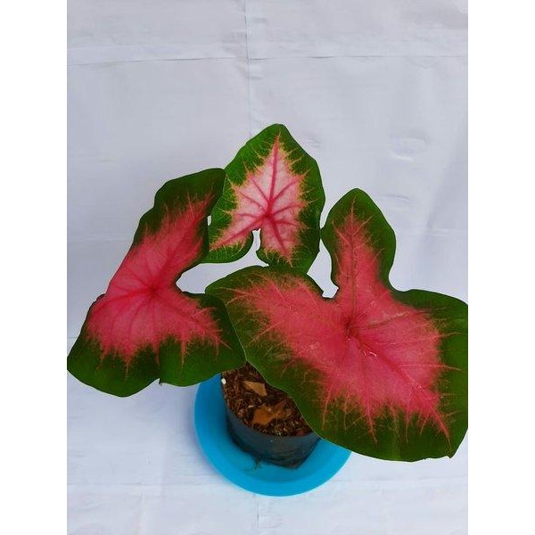 

[Fresh] Tanaman hias Keladi lipstick pink - tanaman keladi hias alocasia lipst