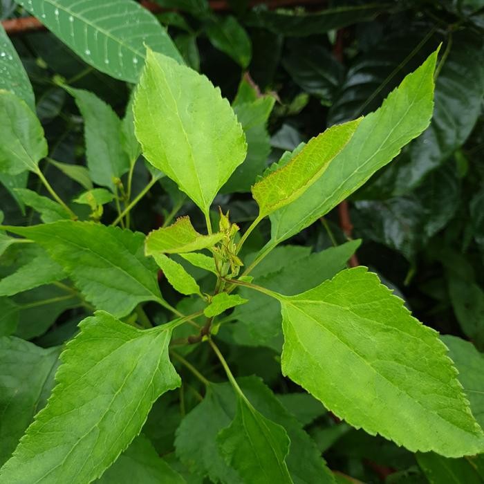 

[Fresh] Terlaris daun kirinyuh segar 1kg/kirinyuh