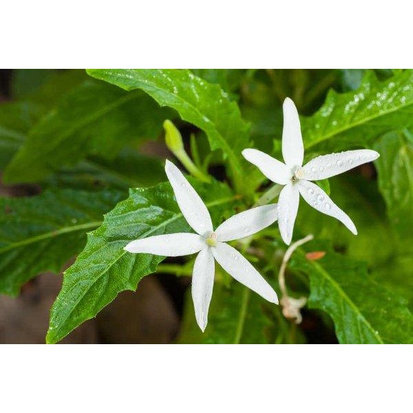 

[Fresh] DAUN KITOLOD SEGAR KIKOREJAT KEMBANGJANGAR