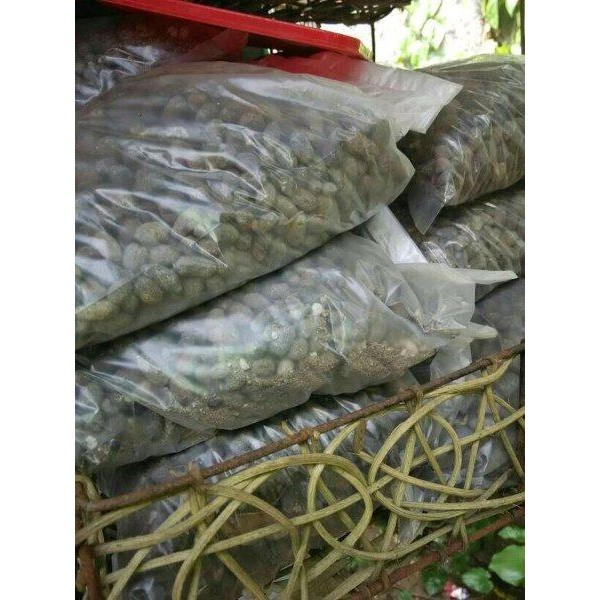 

[Fresh] KOTORAN KAMBING PUPUK ORGANIK PALING BAGUS