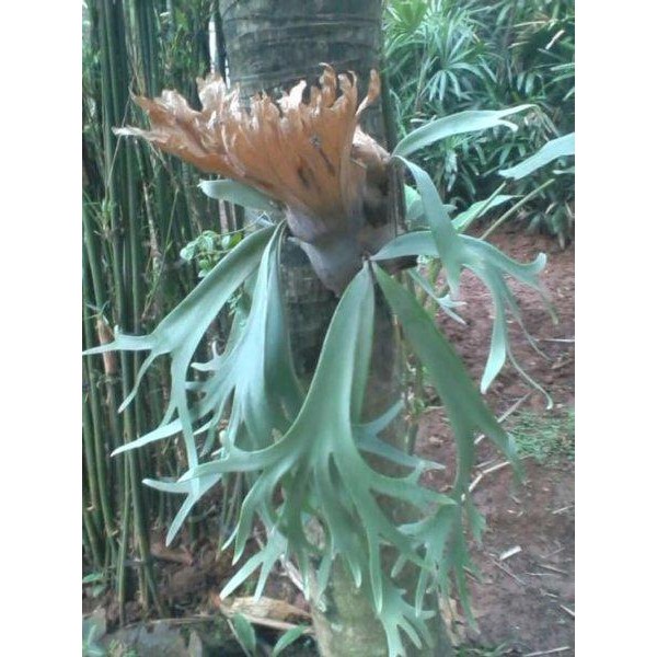 

[Fresh] pohon tanduk rusa kadaka tanduk rusa