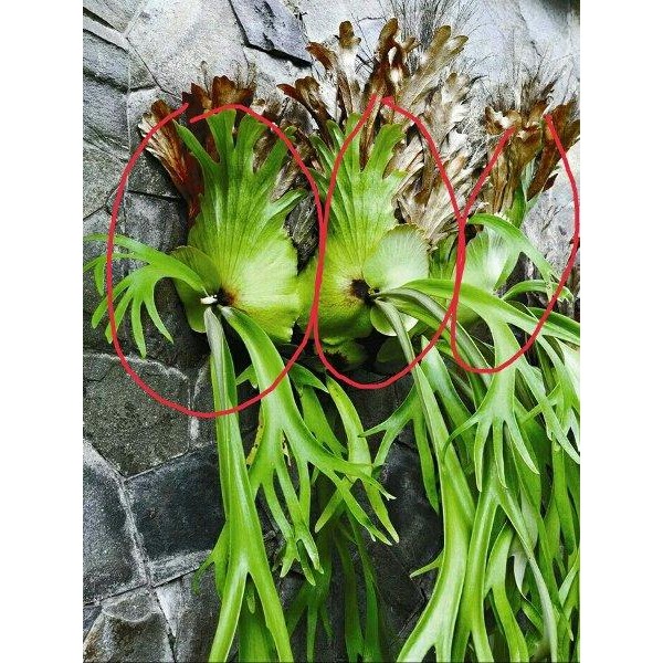 

[Fresh] Tanaman kadaka rusa