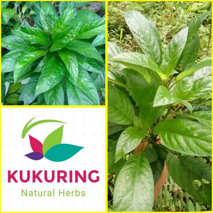 

[Fresh] Daun Reundeu Lalapan Khas Sunda Jawabarat Lalap Rende