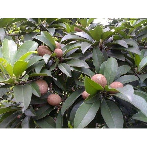 

[Fresh] Murah Daun Sawo Segar