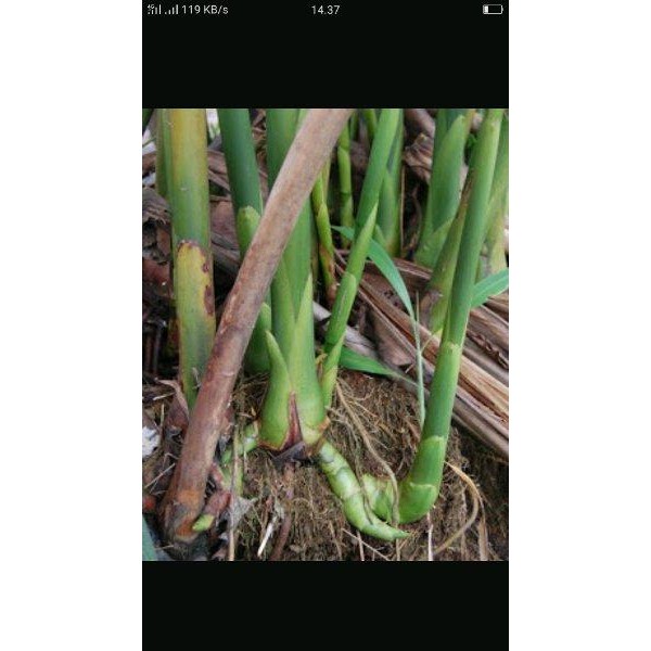 

[Fresh] UMBI BATANG HONJE UNTUK BIBIT BUMBU HERBAL DLL