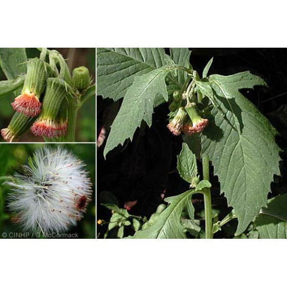 

[Fresh] Daun Sintrong Segar bagini jambrong tespong jombloh mandrung-mandrung