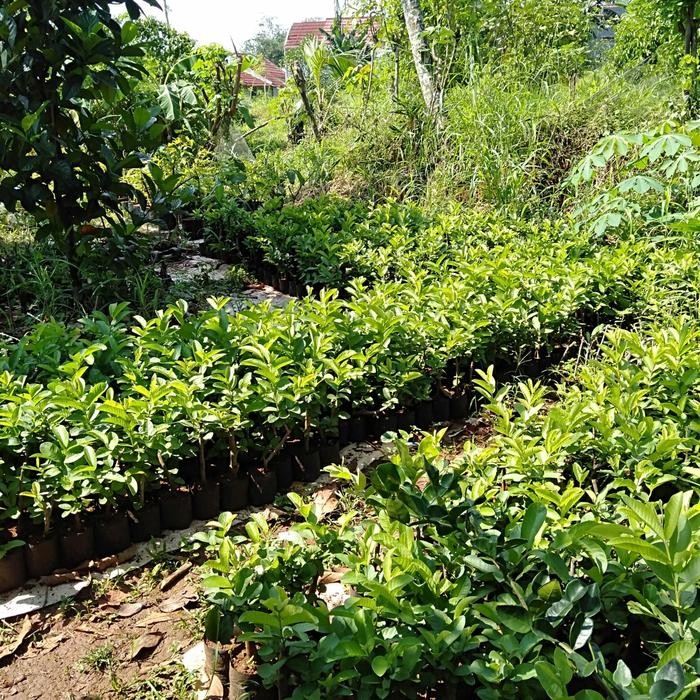 BIBIT POHON JAMBU MERAH BIJI//JAMBU MERAH BIJI