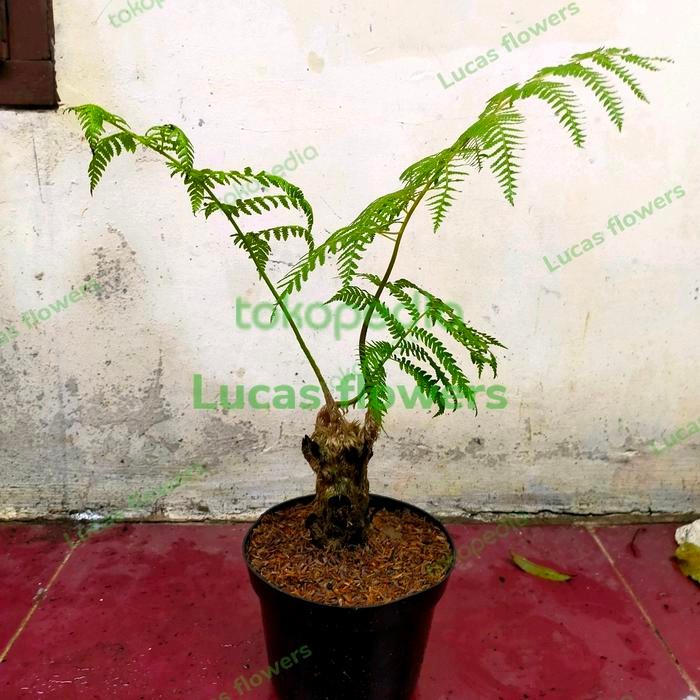 TANAMAN HIAS PAKIS MONYET - PAKIS HUTAN