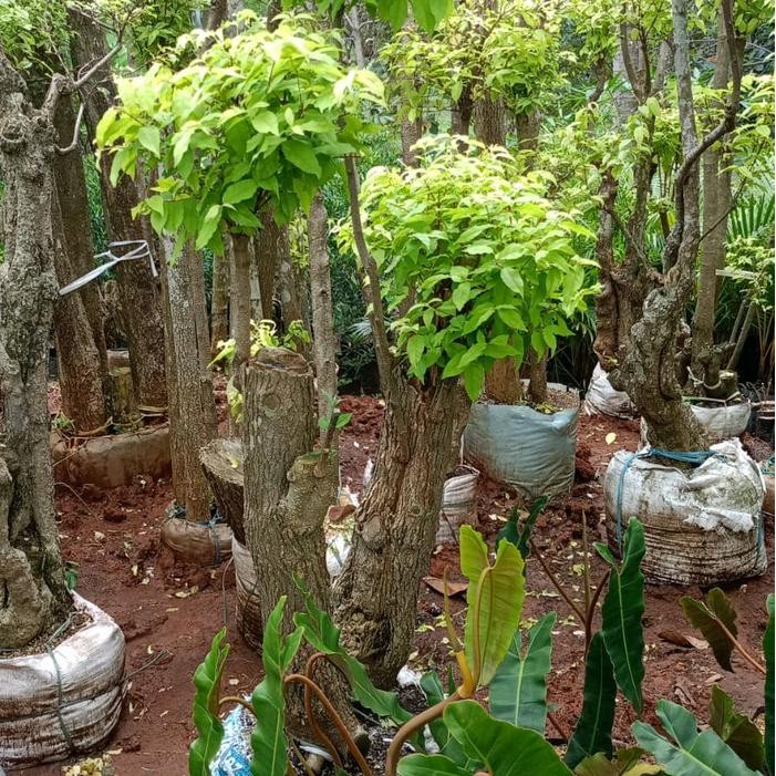 BONSAI ANTING PUTRI / POHON ANTING PUTRI TANAMAN BONSAI KUNING