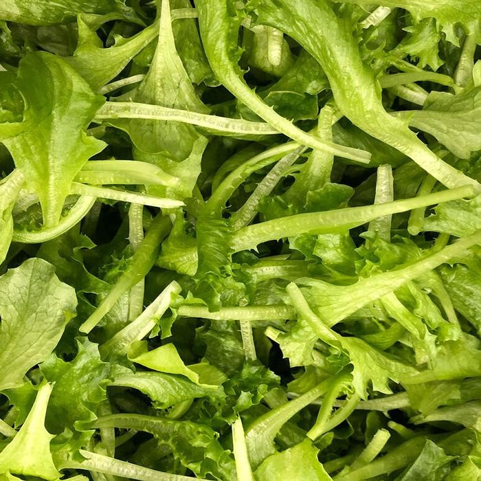 1000 PILL - 1000 SEED BENIH LALIQUE RZ