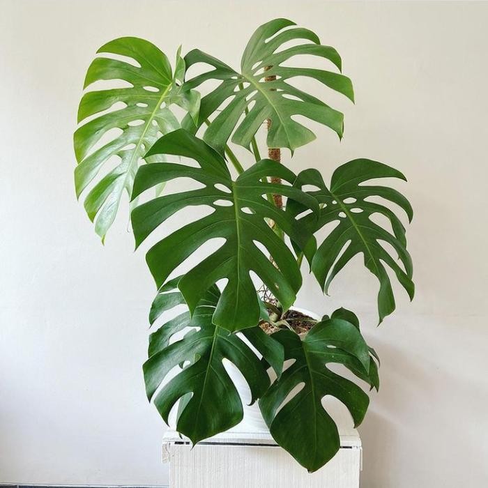 TANAMAN HIAS MONSTERA KING DELICIOSA - MONSTERA KING BESAR