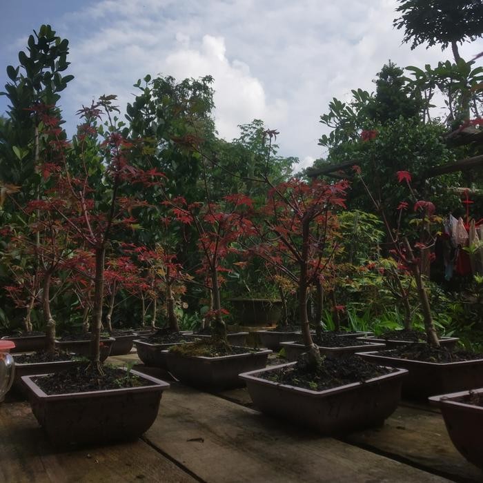 TANAMAN HIAS JAPANESE RED MAPLE // BIBIT BONSAI RED MAPLE