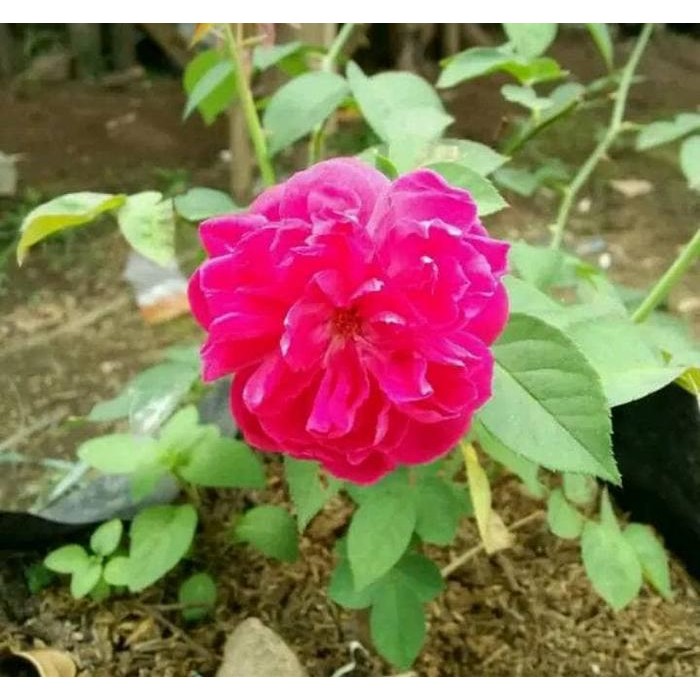 Bibit bunga mawar rambat