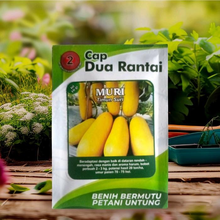 Benih Timun Suri Kuning 10 Gram Bibit Timun Suri