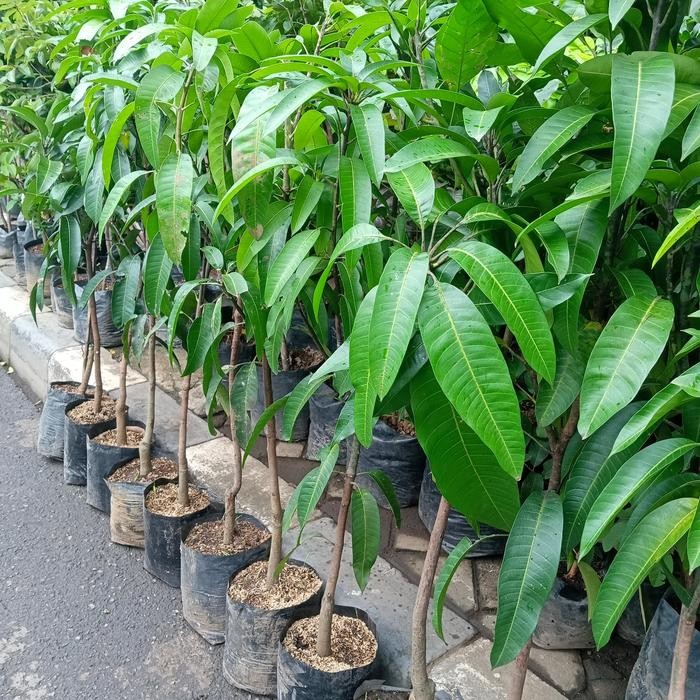 Bibit super pohon mangga cangkokan