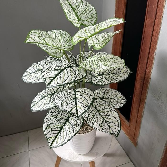 TANAMAN KELADI PALSU KODE A (SUDAH TERMASUK POT) Plastik Pot Bunga