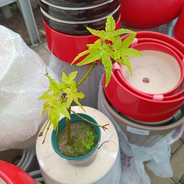 Tanaman Hias Bahan Bonsai Maple Golden Original