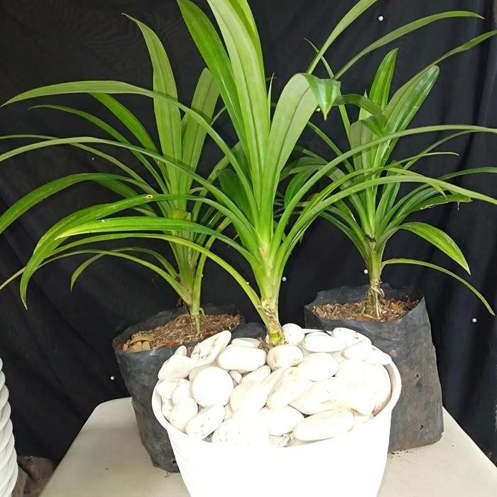 tanaman pandan wangi siap tanam / tanaman bibit pandan siap tanam / tanaman pandan wangi / bisa buat