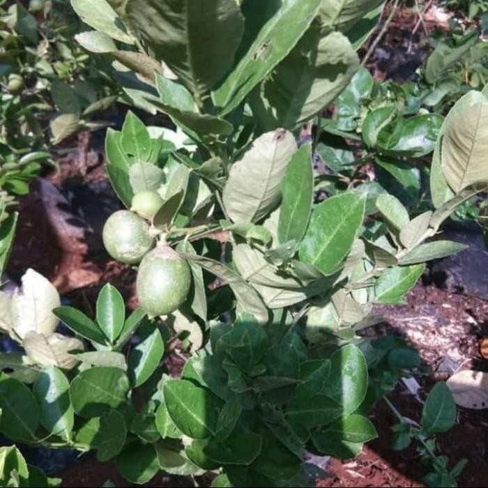 Pohon Jeruk Lemon - Bibit Tanaman Pohon Jeruk Lemon Cui