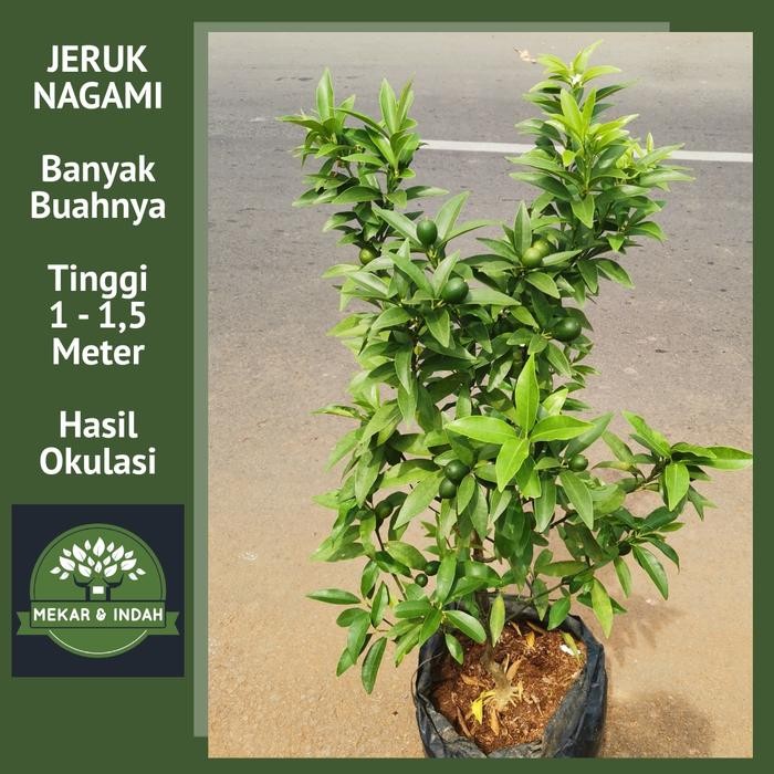 bibit pohon jeruk nagami berbuah/ tanaman jeruk nagami