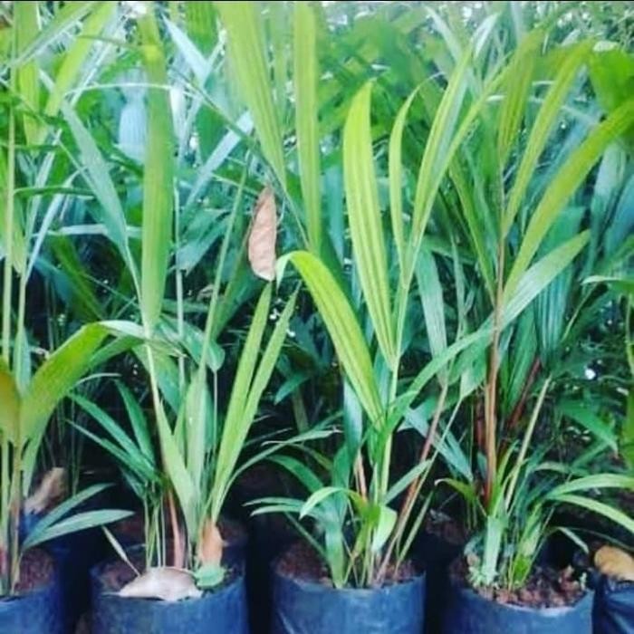 Bibit Pohon Palem Merah - Tanaman Hias Pohon Palem Merah / Pohon Palm