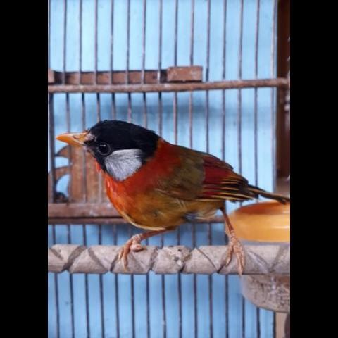 burung pancawarna jantan gacor gacor dorr