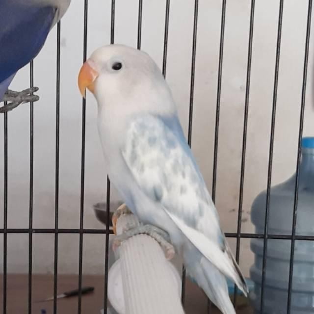 LOVEBIRD BLUE SERIES