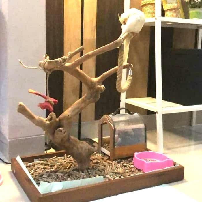 Tangkringan Parrot Kayu Kopi