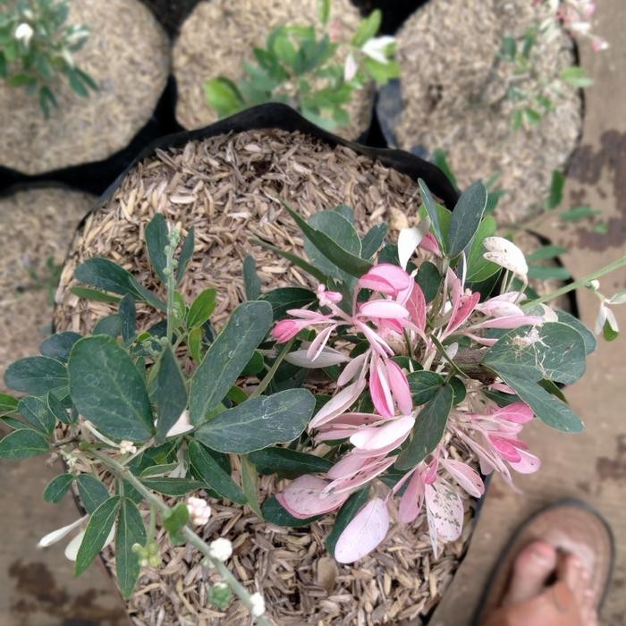 Tanaman asem kranji/ tanaman asem kranji bibit untuk bonsai