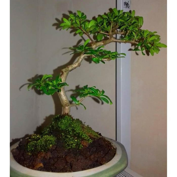 Tanaman Bonsai Cantik nan Langka Black Olive Bucida Spinosa