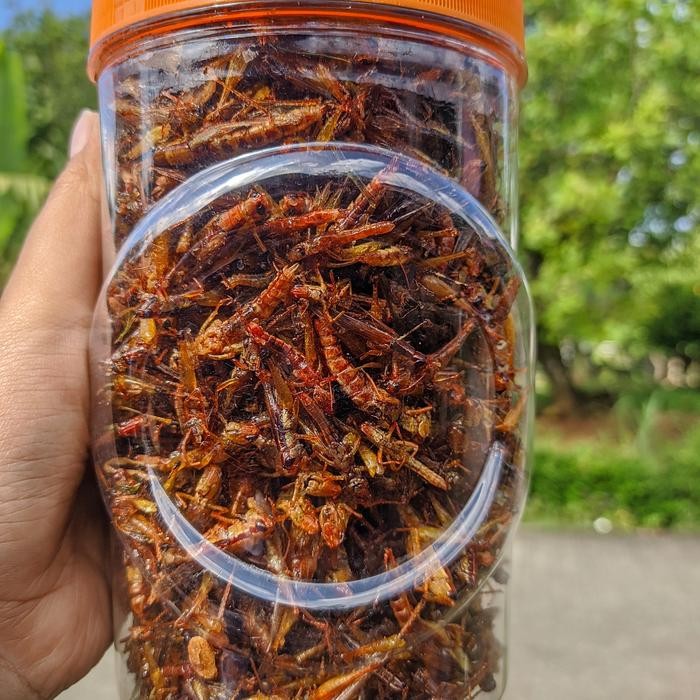 

BELALANG GORENG PEDAS GURIH