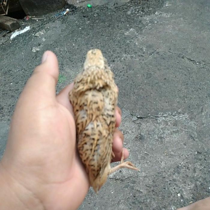 indukan burung puyuh siap bertelur