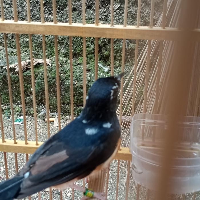 Murai betina pastol blorok