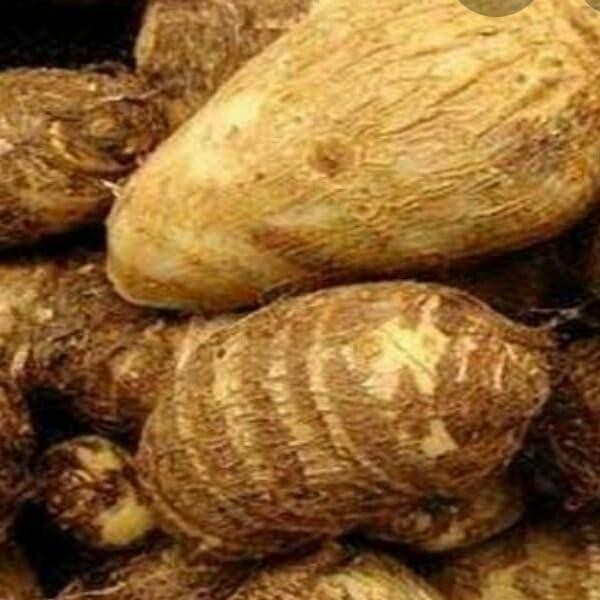 

Sedia Mbothe Atau Talas Ubi ubian makanan Alami Tumbuhan Pedesaan