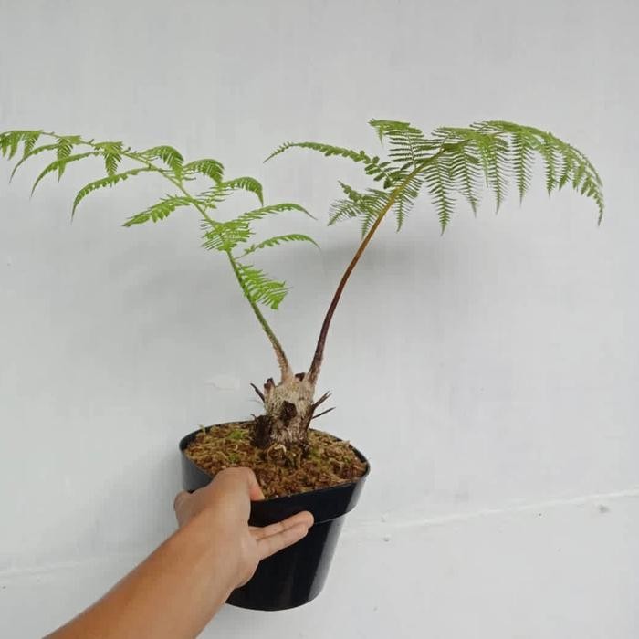 Pakis monyet tanaman hias/ pakis hutan