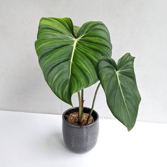 Tanaman Hias Philodendron Philo Mcdowell