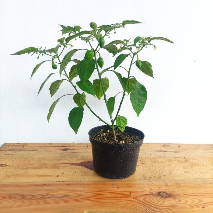 Tanaman Buah Cabai Pohon Cabe Paprika