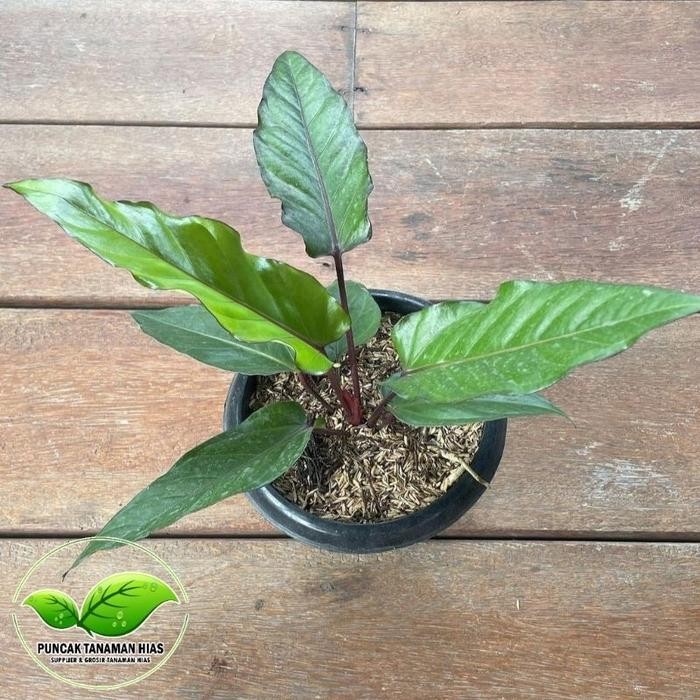 Tanaman hias anthurium black beauty - Anturium black beauty