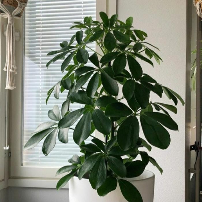 tanaman hias Walisongo tinggi(1meter)